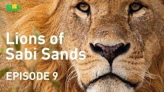 Lions of Sabi Sands - Episode 9 | The End of the Mapogos