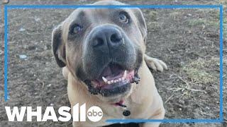 WHAS11 Shelter Stars: Meet Issa Win