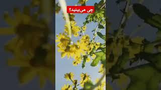 چقدر این منظره قشنگه .خودش به تنهایی یک جهان زیبایی و راز و رمز داره. #ایران #طبیعت #مازندران  #سفر
