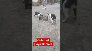 #short#Catplays bubwett.cutie!