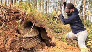 Close-up of two brave men wrestling with a herd of giant king cobras on the hillside.