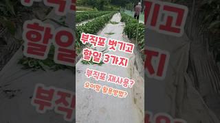 터널재배 55일 부직포 벗기고 바로 할일 괴산젊은농부 #shorts
