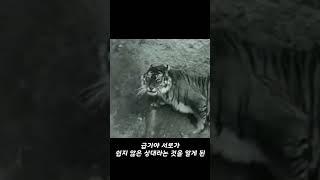 안 보면 후회하는 호랑이 VS 사자 맞다이 영상