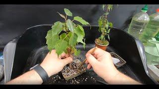 Soil Mix and Bonsai repotting Part 2: Ficus from Seed
