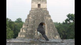 Tropical Belize and colorful Guatemala.