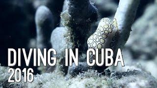 Diving in Cuba