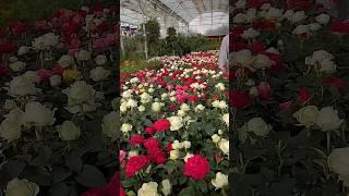Wow so beautiful mini rose plants (19/5)