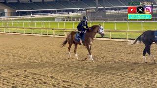 Classic Runner Highland Falls and More Complete Final Breezes for 2024 Breeders' Cup