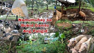 May Malapit ng Manganak na Baboy Umawas Ang Sobrang Daming Malinaw na Tubig Kumusta sa Bukid