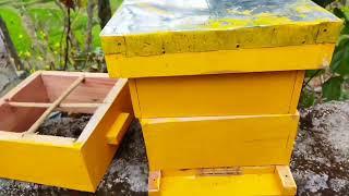 NEW EXPERIMENT IN INDIA (H.P)# HOW TO INSTALL HONEY BEE IN JAPANESE BEE BOX & IT'S WORKING (PART -1)