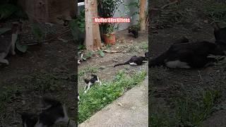 Playtime with kittens #cat #kitten #shorts