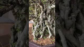 Mai Chiếu Thủy bonsai