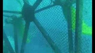 Mobile fish farms could soon navigate the oceans