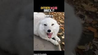 여우에게 농담을 해봤더니? #동물 #여우
