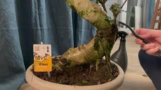 Ficus ginseng cleaning | time-lapse