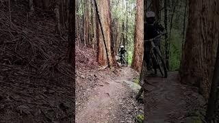 MAYDENA  ‍️ #mtb #bikepark #tasmania #bikes