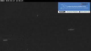 CBMWC Dolphin Watch Live: 2025-02-21