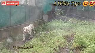 White Tiger / Bengal Safari Siliguri /