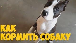 American Staffordshire Terrier / Как правильно кормить собаку /щенок в доме/