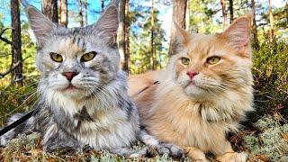 Freya and Buster's Fun Autumn Day In the Forest!