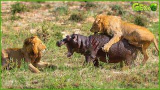 30 Fierce Battles Of Lions Fighting Hippos In The Wild - Hippos Clash With Other Animals