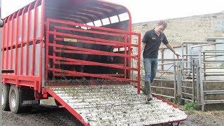 Bringing the last of the cattle home!! ft the JOHN DEERE 6930