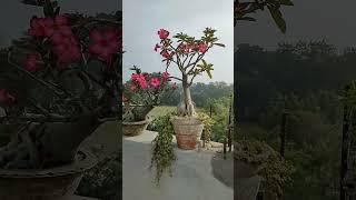 Adenium Seedling #shorts #short #youtube #youtubeshorts #hobby #love #adenium #gardening #garden