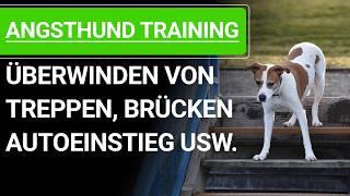  Angst beim Hund ️ Angsthunde trainieren für Treppen, Autoeinstieg, Brücken usw. ️