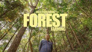 An engineer's mission to farm without removing the forest