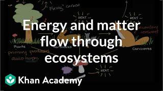 Flow of energy and matter through ecosystems | High school biology | Khan Academy