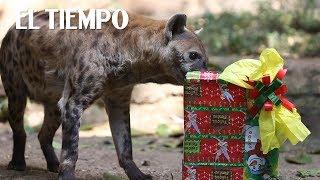 En el Zoológico de Cali, también llegó la Navidad | EL TIEMPO