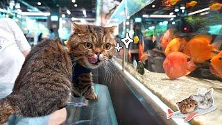 *사냥금지* 고양이 아쿠아리움 가서 군침 폭발