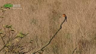 Rotkehlchen I Erithacus Rubecula I European Robin I Petirrojo Europeo I Rougegorge Familier