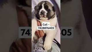 Akira puppies for sale in Delhi ncr #beats #slowedandreverb #halloween #remix #viralvideo