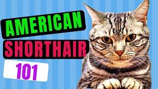 American Shorthair Cat 101 / Cats 101 - All You Need To Know About  American Shorthair Cats!