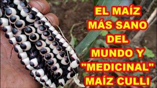 MAÍZ MEDICINAL MAÍZ CULLI, único en el MUNDO  y lo tenemos en el TERREGAL, mira el cultivo