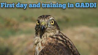 Training of sparrowhawk || PART 1 || Falconry Art Of The Kings