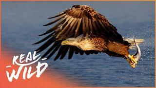 An Eagle's Journey: Queen Of The Sky | 4K Wildlife Documentary | Real Wild