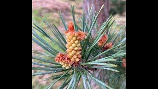 Pines and the shedding of winter scales