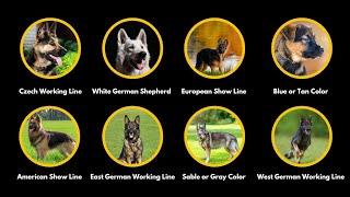 Every German Shepherd Type Explained in 5 Minutes