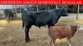 ORIFXON AKANI ABERDEEN ANGUS SEMENTALL BUQALARI KELDI