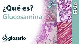 GLUCOSAMINA | Qué es, alimentos dónde se obtiene, beneficios, mecanismo de acción y para qué sirve