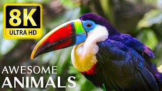 AWESOME ANIMALS 8K ULTRA HD ANIMALS • Relaxing music and nature sounds 8K TV