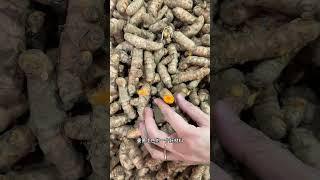 姜的兄弟们 来一起认识一下，生姜，沙姜，姜黄和高良姜，都是姜科家族的重要调料。#自然奇境科普季