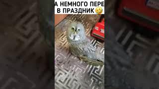 #приколы #сова #домашниеживотные