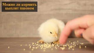 Можно ли кормить цыплят пшеном