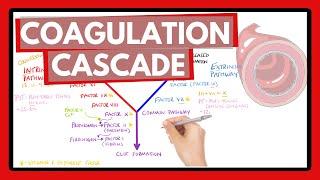 Coagulation Cascade - Easy Way To Remember Intrinsic vs Extrinsic Pathways | PT or PTT?