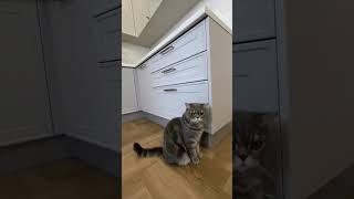 Секреты кухни мечты раскрыты: индивидуальная кухня в Краснодаре!