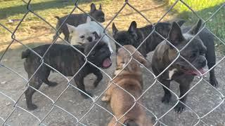 PAC BEHAVIOR WHEN FEMALE IS IN HEAT | NEW‼️AKC FRENCH BULLDOG KENNEL CAM #frenchies