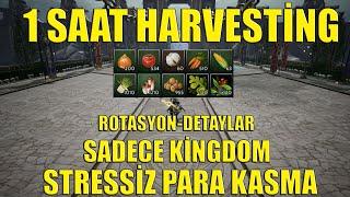 Rise Online 1 Saat Harvesting Farm  Ne Kadar Kazandırır | Stressiz Farm